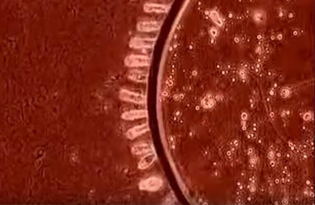 Bacteria in K1 Media Reactor